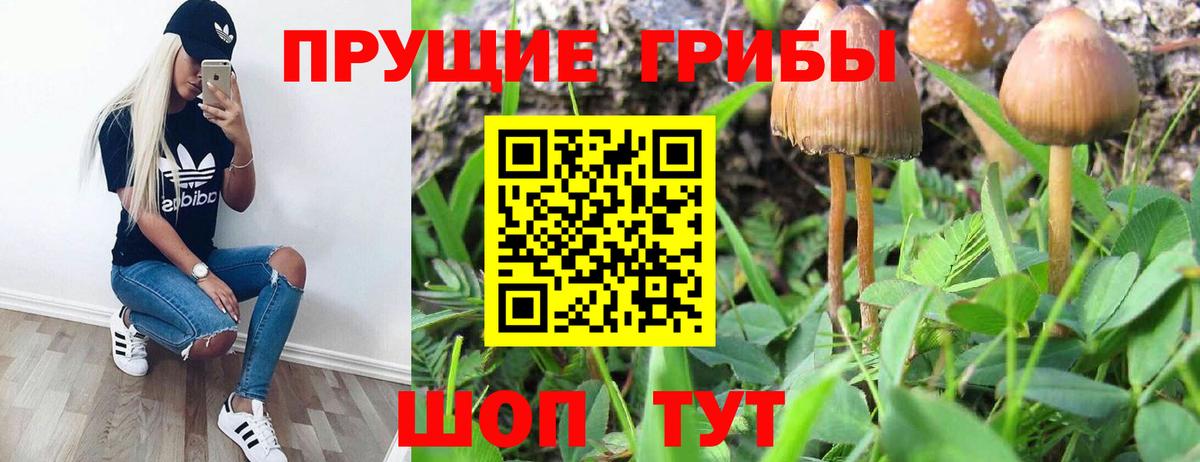 Гай  Псилоцибиновые грибы Psilocybe  Вход с VPN 